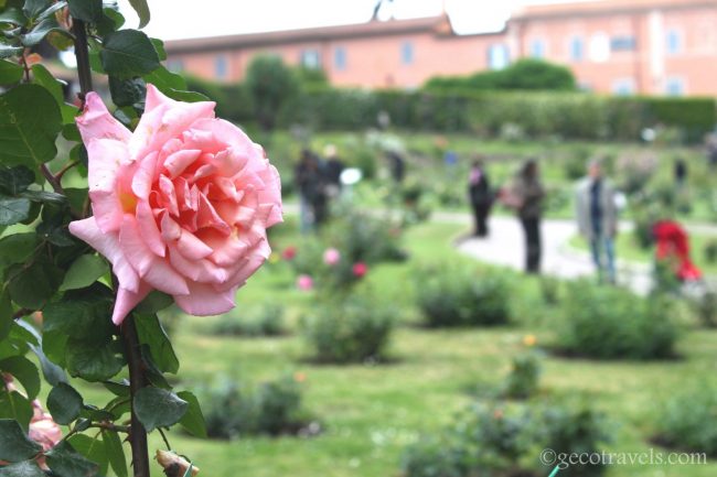 rosa del roseto di Roma
