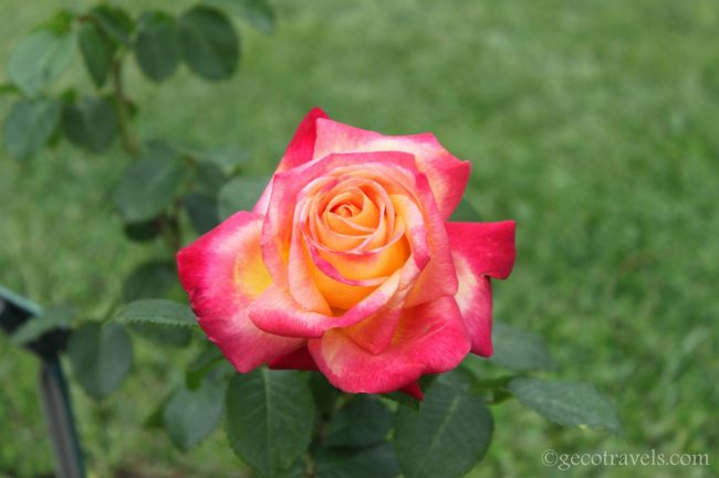 rosa del roseto comunale